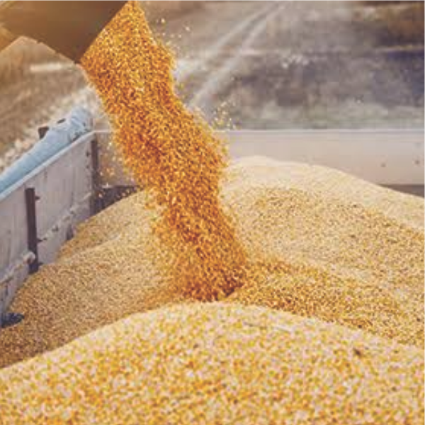 Food & Grain Packaging Industry